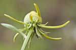 Pinnate prairie coneflower